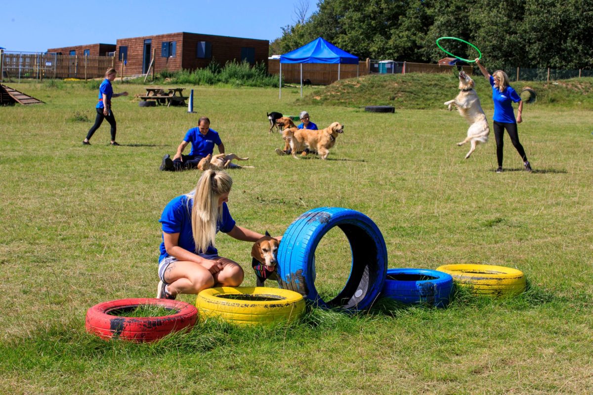 Large playground for dogs