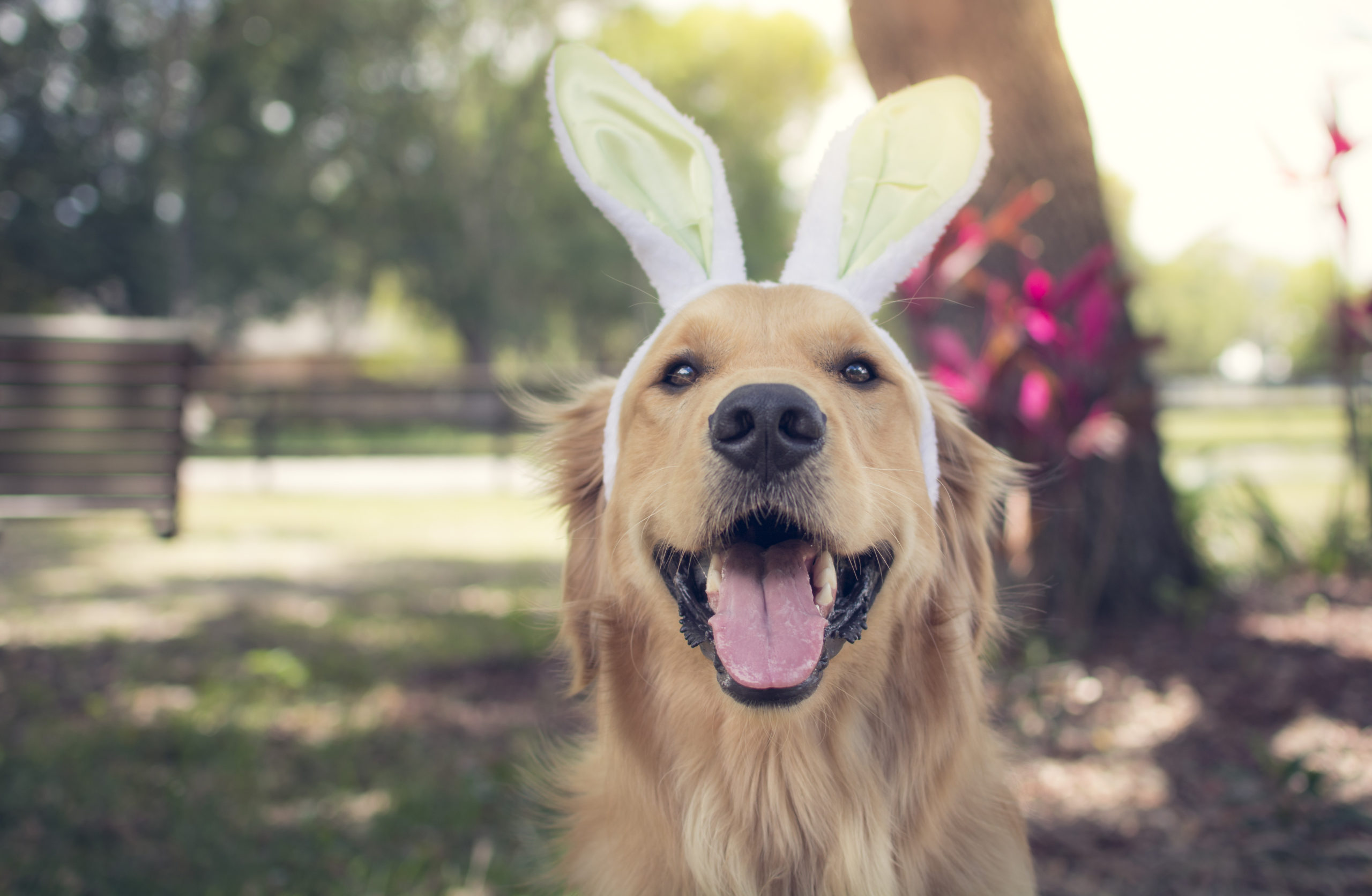 Golden retriever wearing easter bunny ears