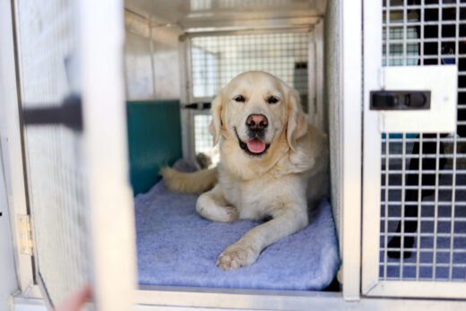 Dog lying down in doggy day care bus crate