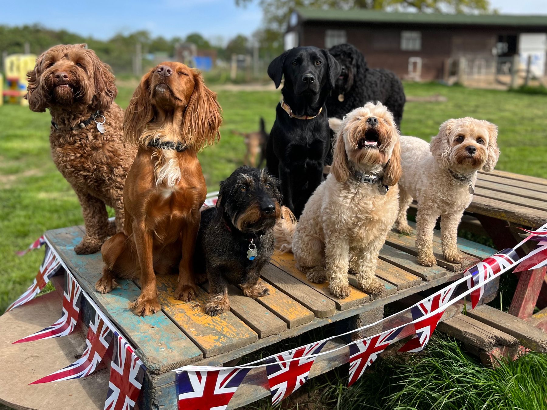 Bruce's Coronation Of The King Photo Gallery - Bruces Doggy Daycare