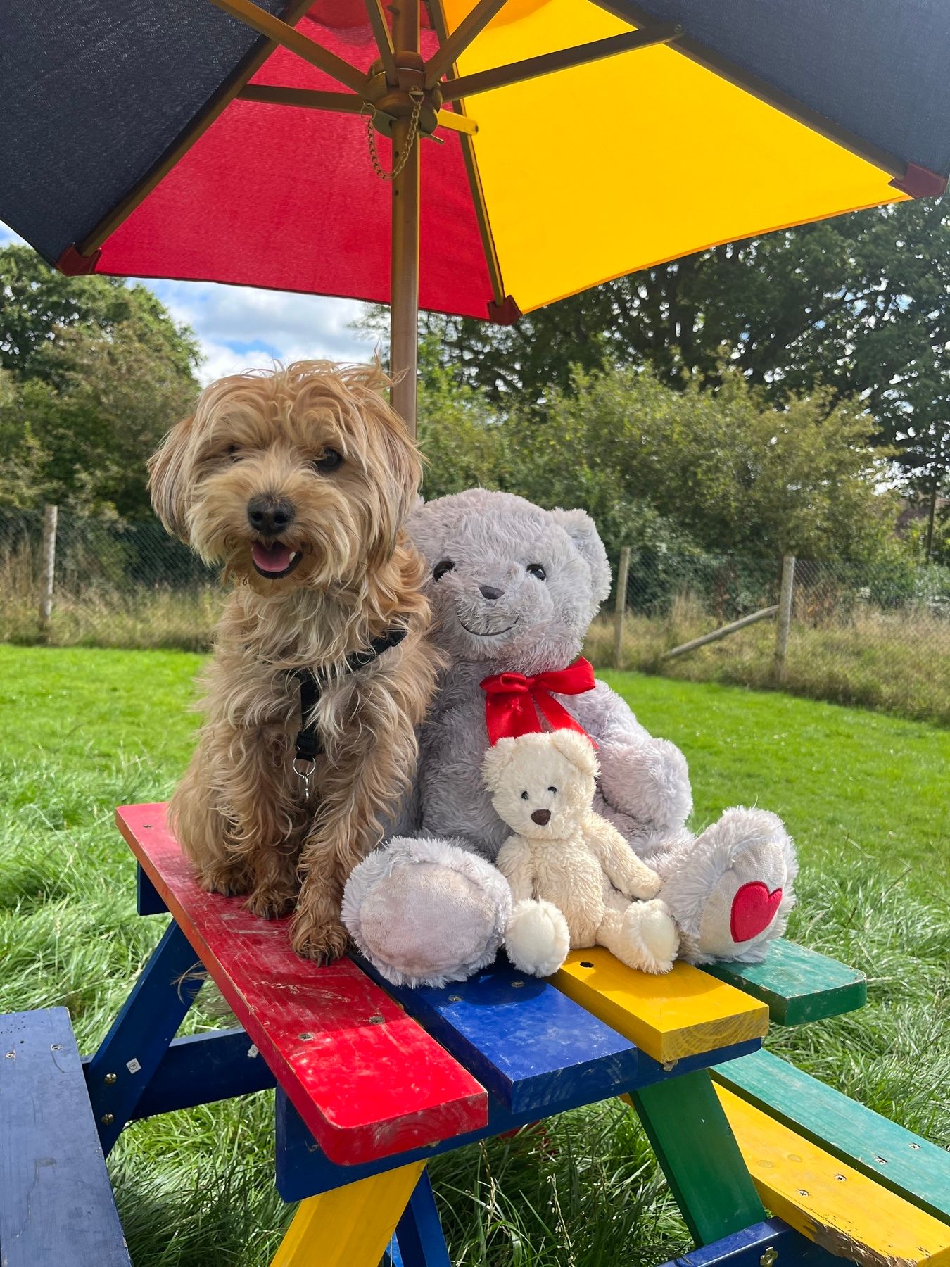 Bruce's Teddy Bears Picnic Gallery Bruces Doggy Daycare