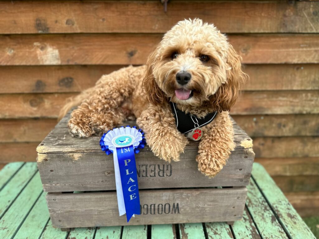 Happy cockapoo winning a prize
