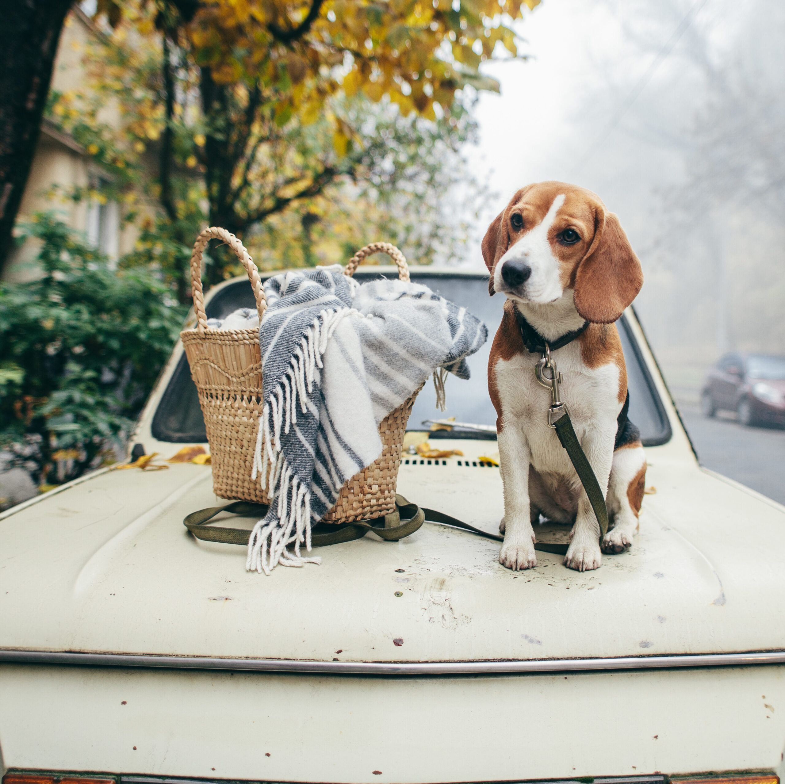 Beagle sat on the car with a picnic basket