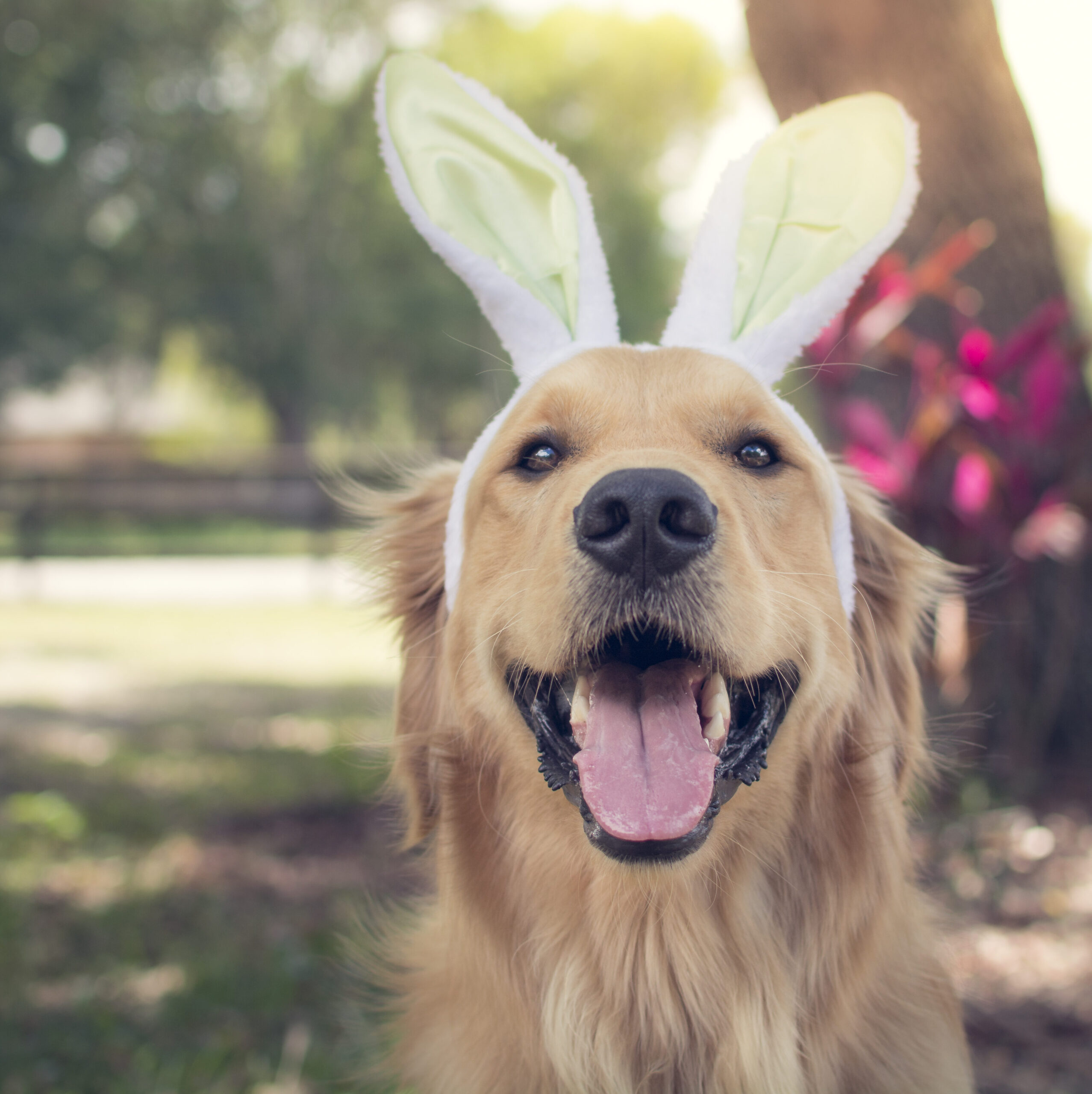 Golden retriever wearing easter bunny ears
