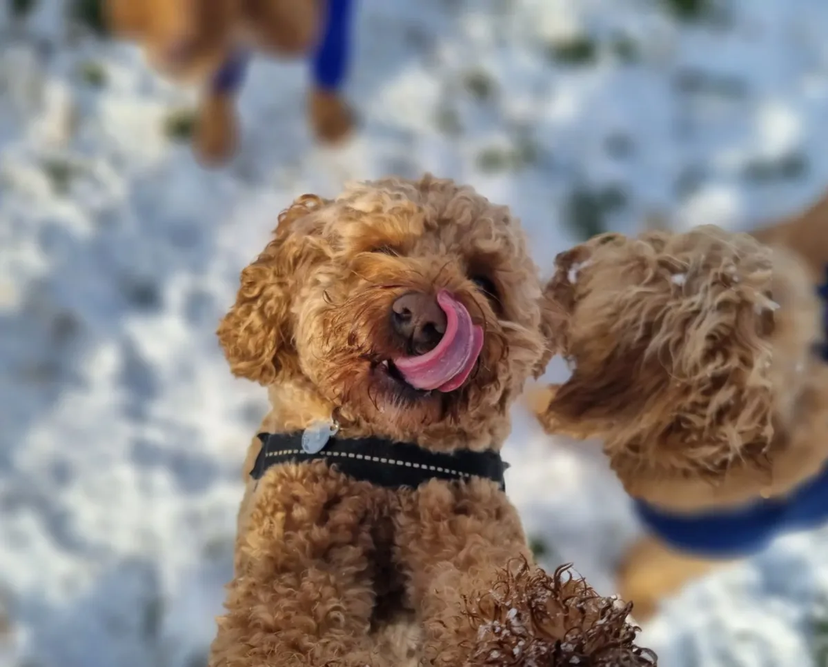 Dog licking its lips after eating a tasty dog advent calendar at day care