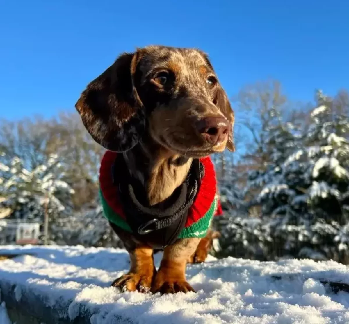 Dog in Christmas jumper excited for Christmas