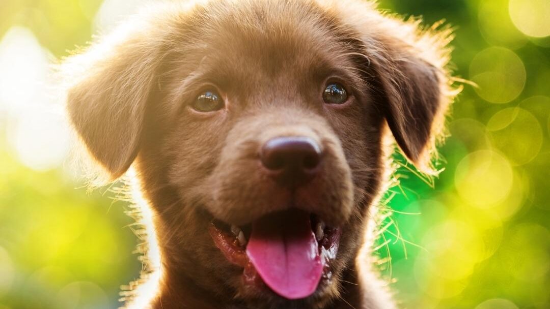 Happy brown puppy