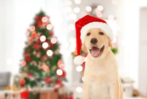 Labrador wearing a christmas hat sat in front of a christmas tree