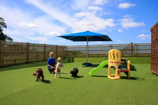 Puppy preschool at Bruce's doggy day care on a summers day
