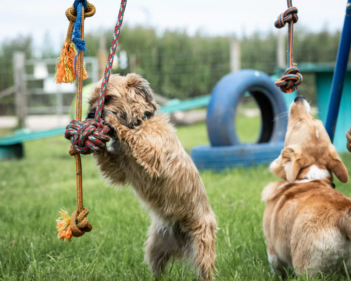 Border terrier and a corgi playing with the rope swing toy at doggy day care