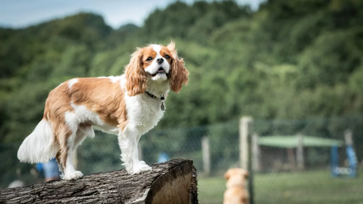 Cavalier King Charles Spaniel playing on the log at day care looking into the distance