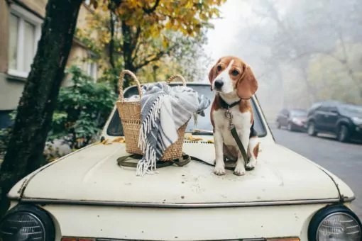 Beagle sat on the car with a picnic basket