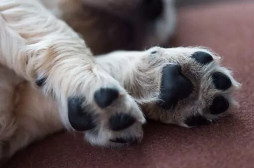 Close up of a dogs paws