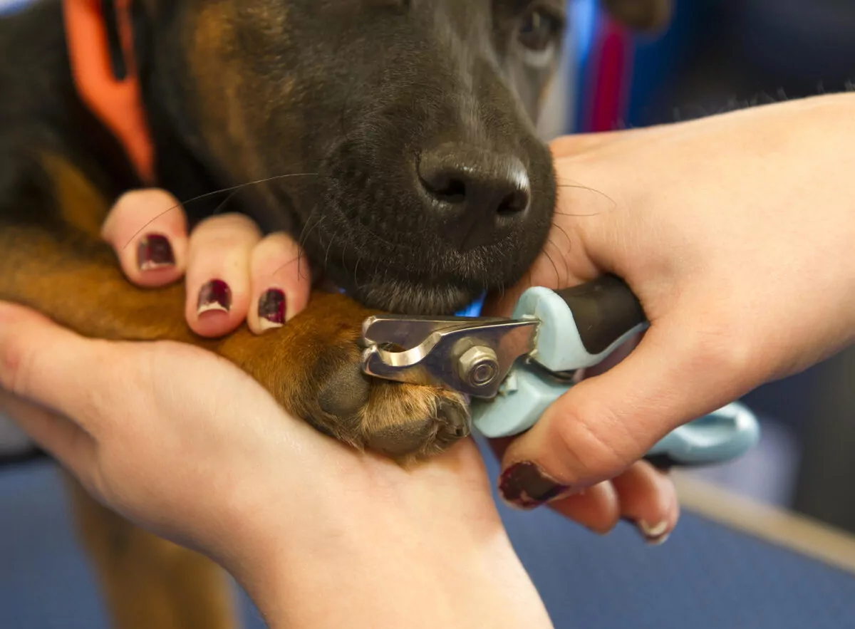 Dog at doggy day care having their nails clipped.