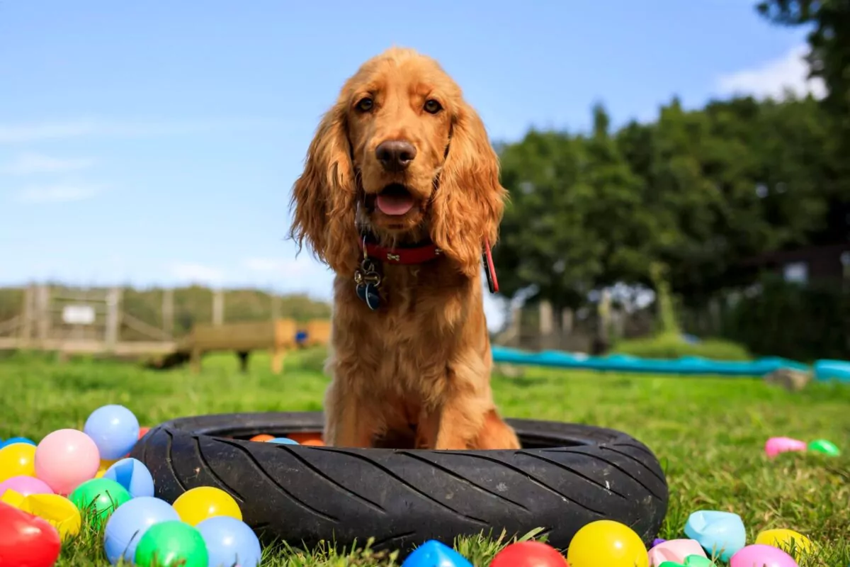 Cocker spaniel puppy sat in the tyre surrounded by balls