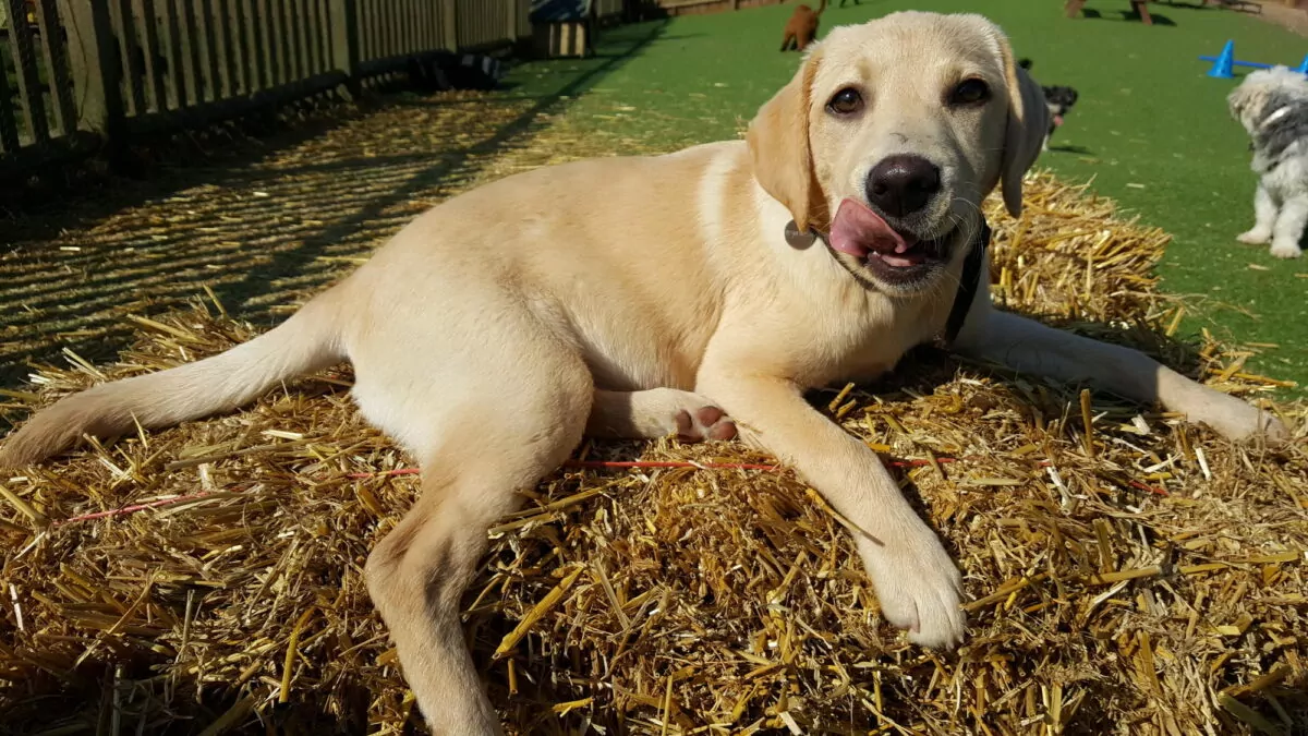Labrador puppy on a hay bale at doggy day care