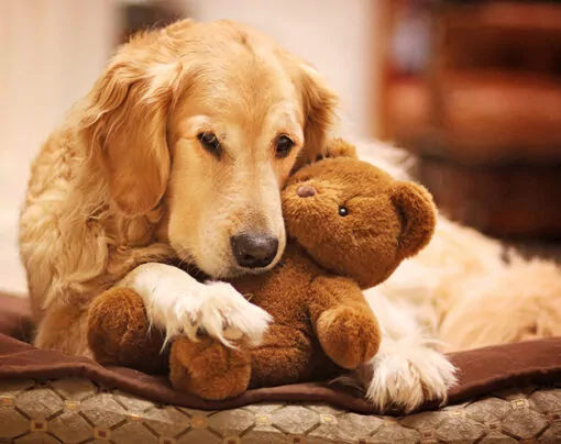 Golden retriever dog cuddling their teddy and sleeping on their dog bed.