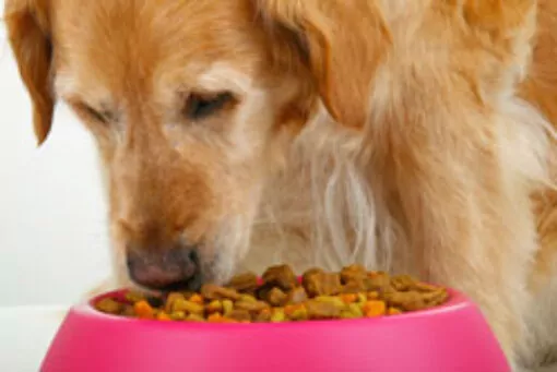 Senior dog enjoying their dog food.