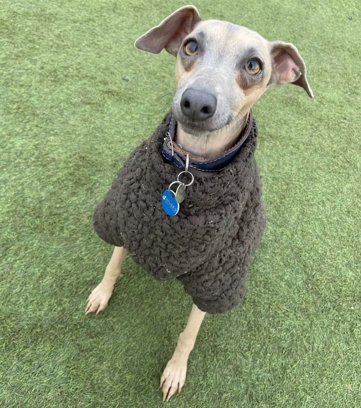 Italian greyhound wearing their winter coat at doggy day care