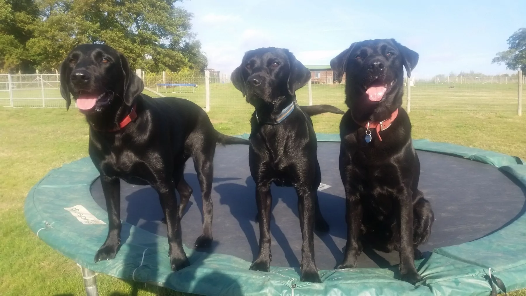 three black labradors on a trampoline at doggy day care
