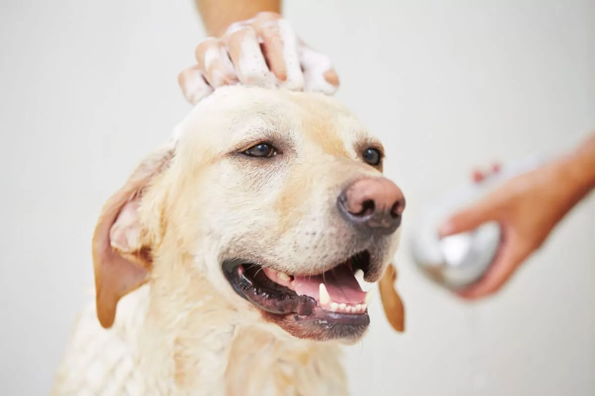 Labrador having a bath in the grooming salon