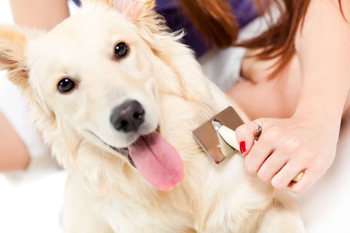 Dog being brushed by their owner. Tips for home dog grooming.