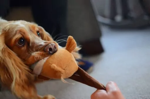 Cocker Spaniel playing tug of war with their owner