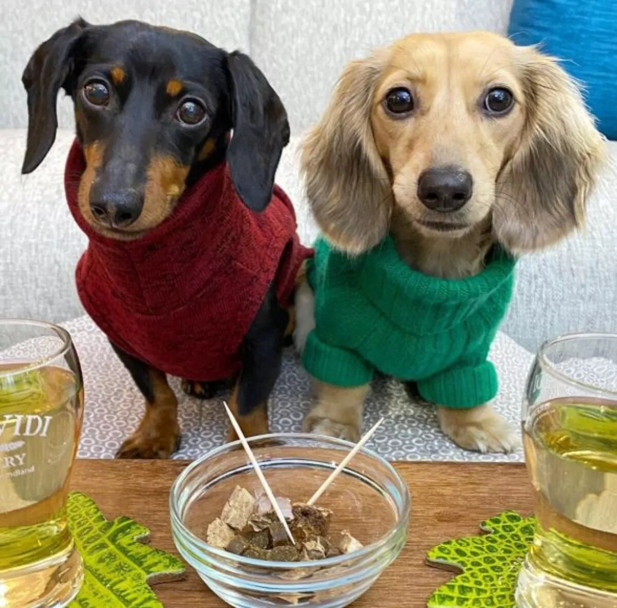 Two Dachshunds sat together in their doggy jumpers