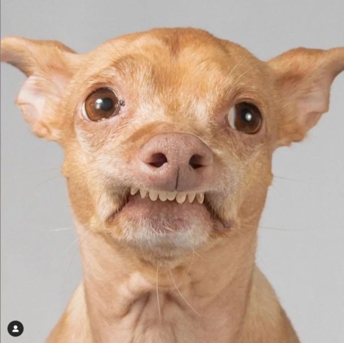 Dog showing an overbite