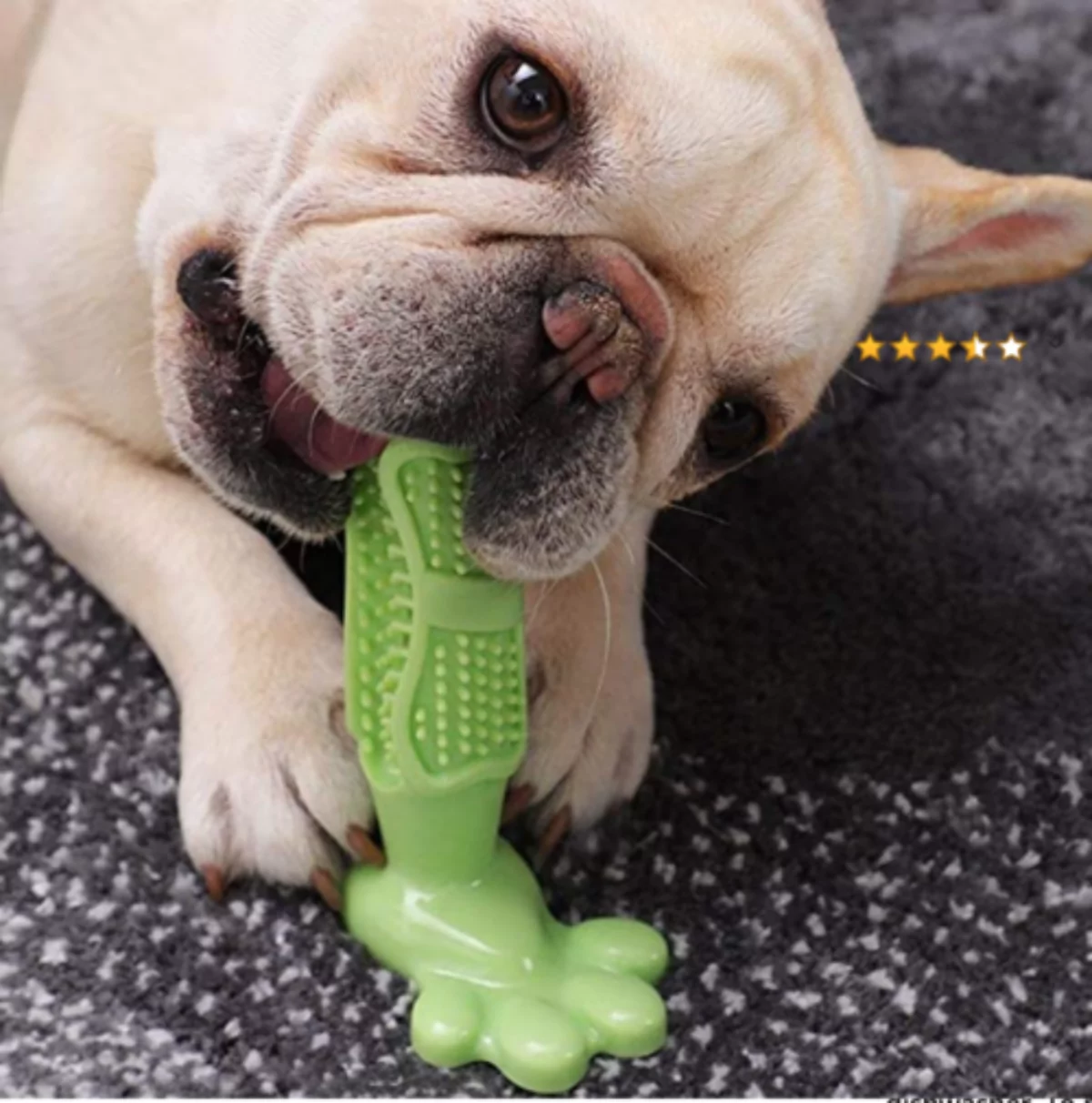 French bulldog enjoying some dog enrichment which helps clean teeth