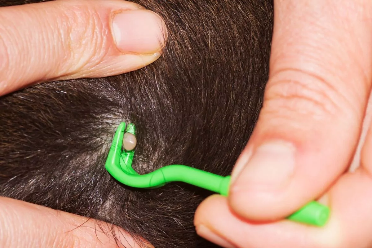 Dog advice on helping remove ticks