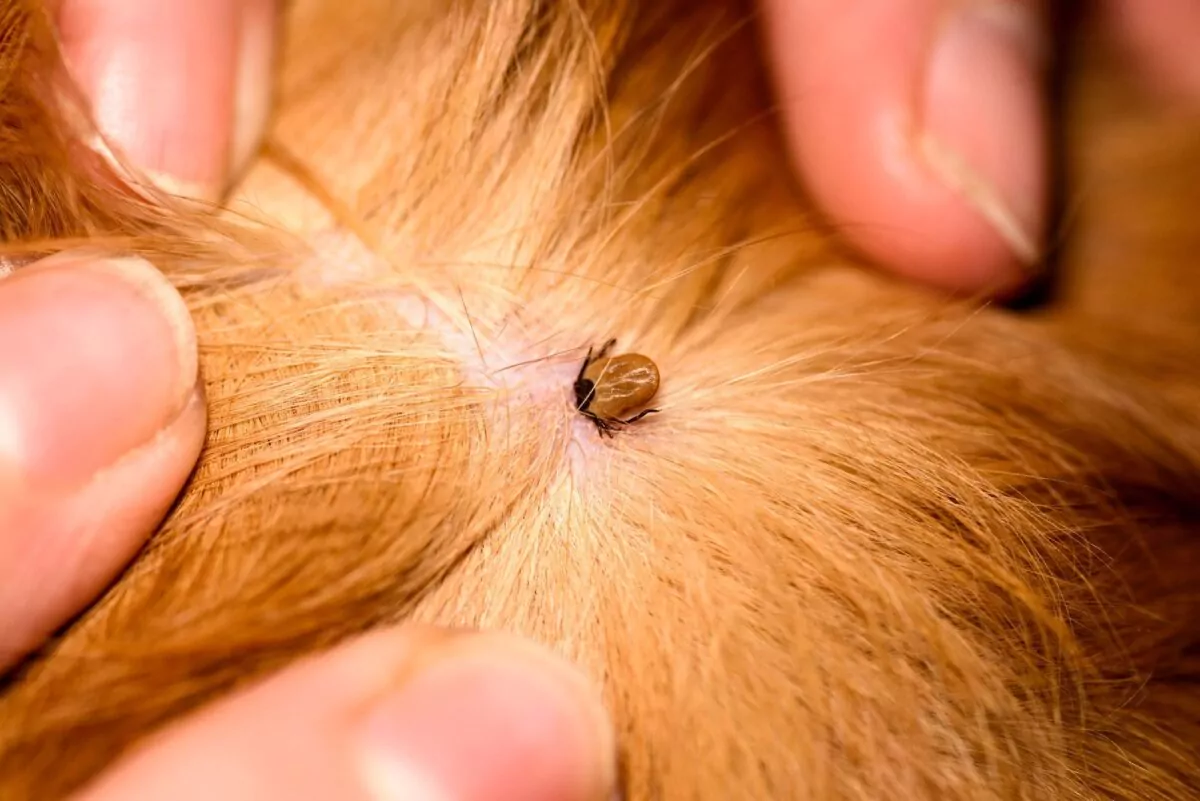 Dog advice on helping remove ticks