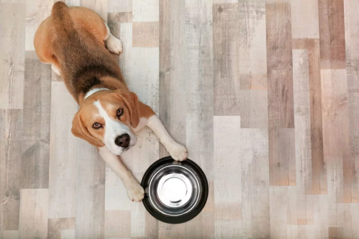 beagle waiting for his dog's dinner