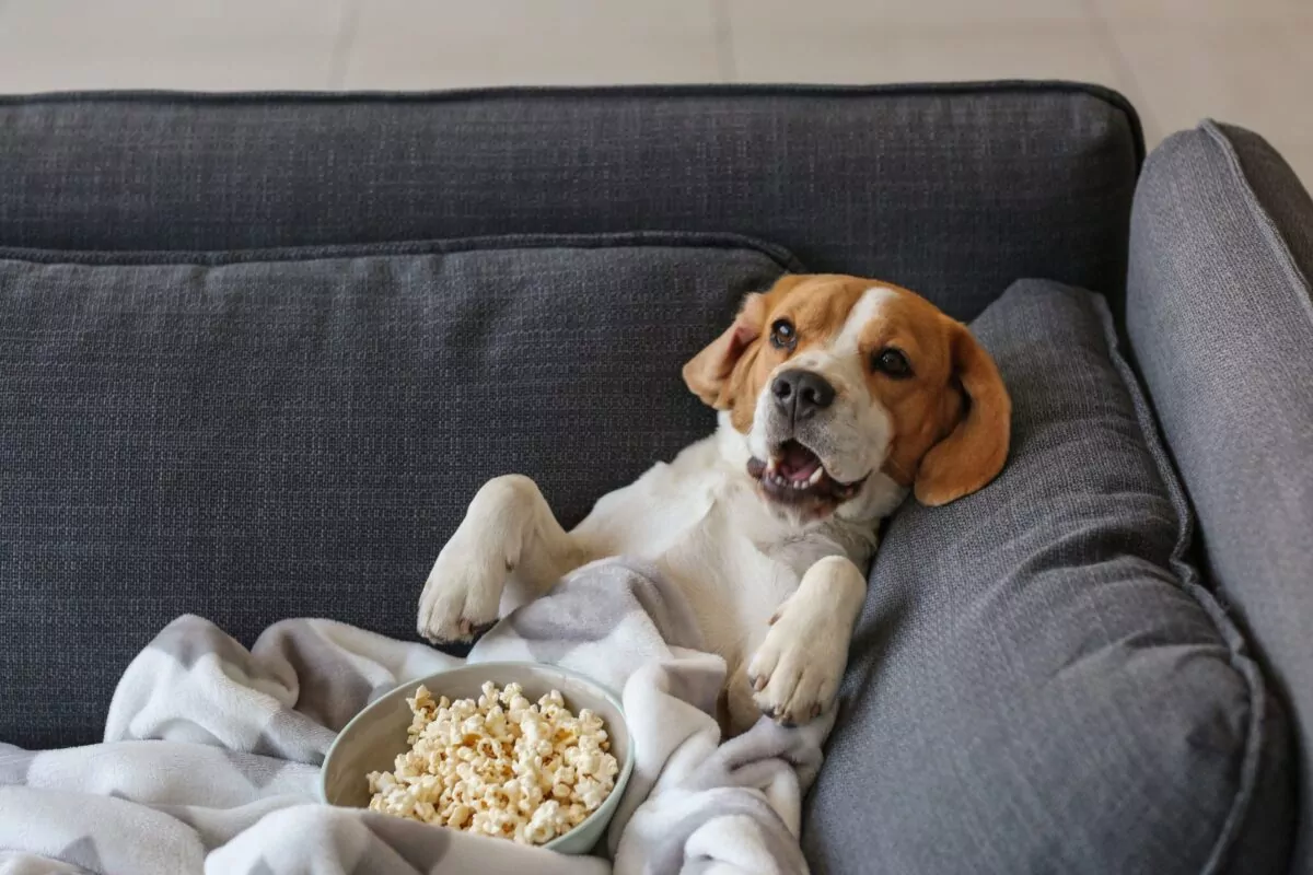 Beagle on the sofa eating some dog friendly pop corn
