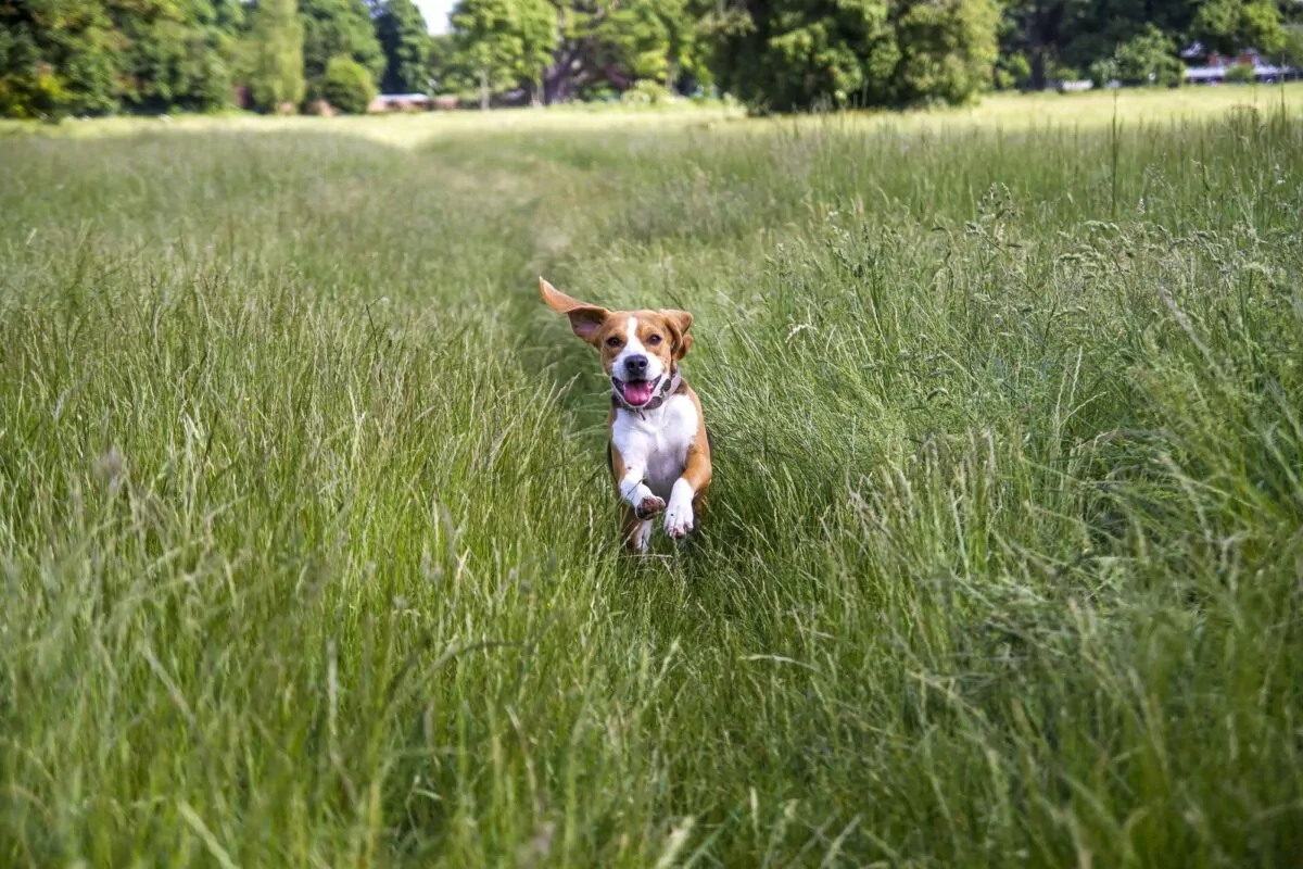 Beagle dog running through the fields