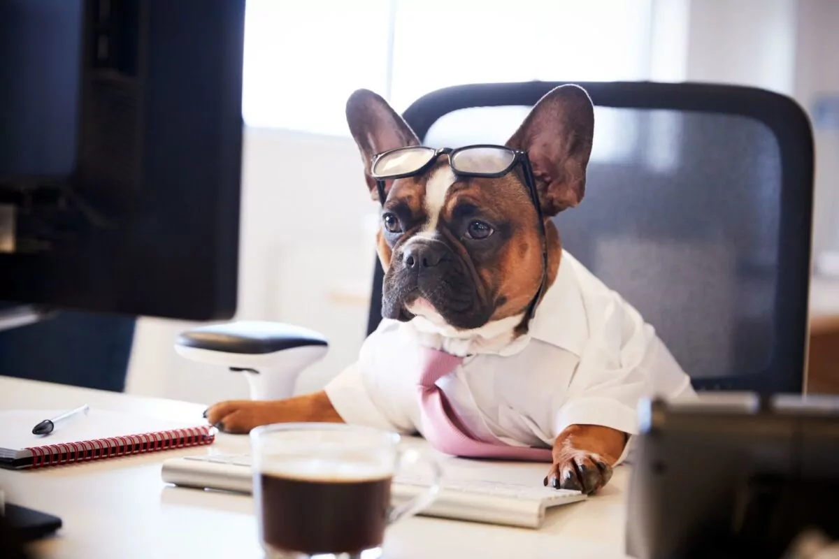 French bulldog working at their dog owners desk