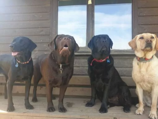 Four labradors sat together at doggy day care