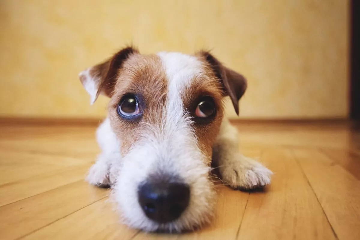 Jack Russell looking into the camera