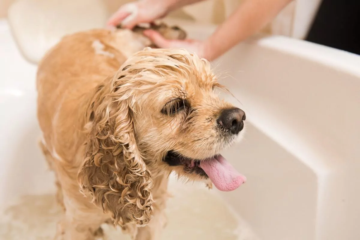 Dog at the dog groomers enjoying a bath
