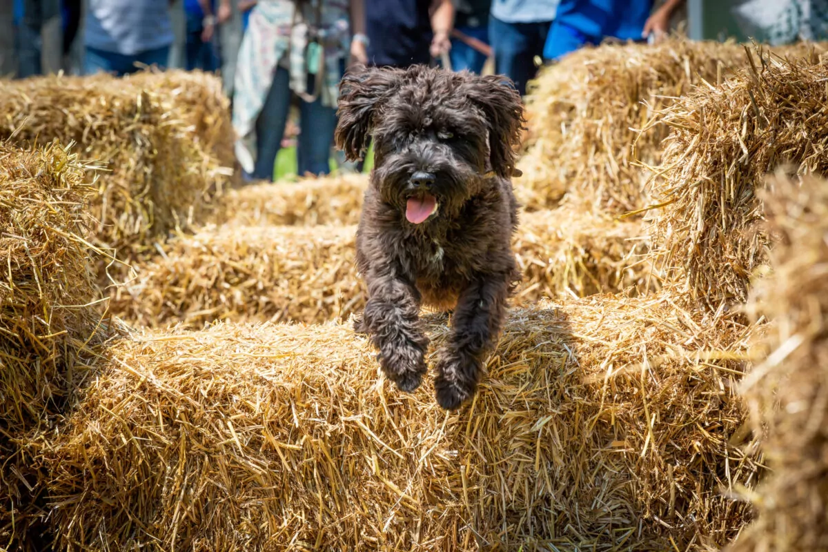 Dog jumping over hay bales at dog event in surrey