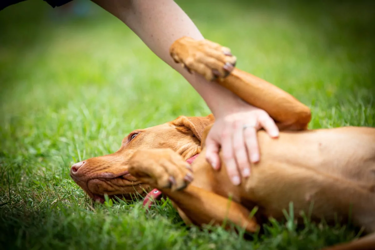 Vizsla puppy getting a tummy rub from dog carer