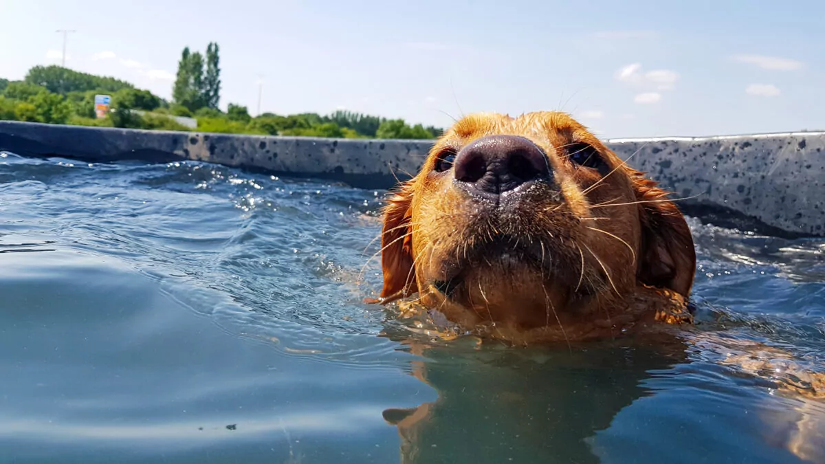 red fox labrador swimming at doggy day care