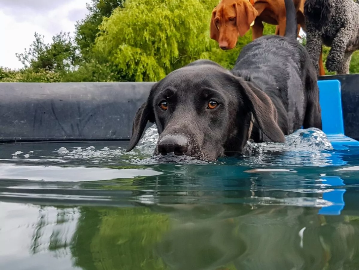 Labrador jumping into the swimming pool at doggy day care
