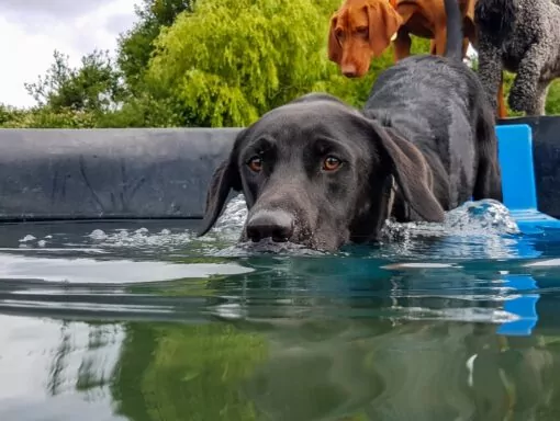 Swimming Labrador