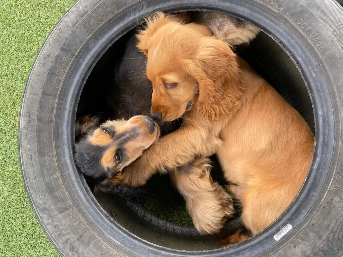 two cocker spaniel puppies playing in a tyre