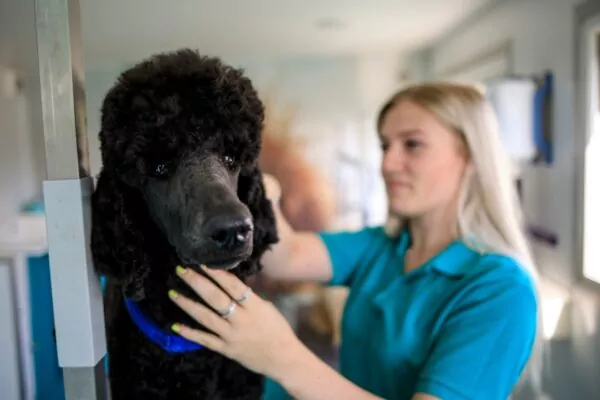 Poodle in the grooming salon being groomed