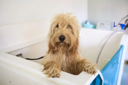 Healthy dog in the bath
