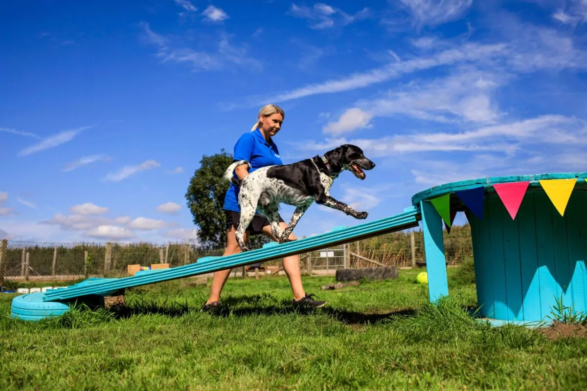 Agility at Bruce's Doggy Day Care in surrey