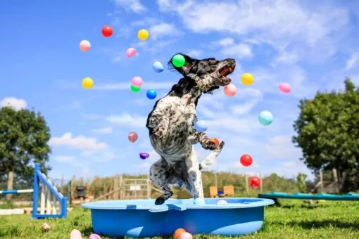 Action shot of dog at doggy day care jumping out of ball pit