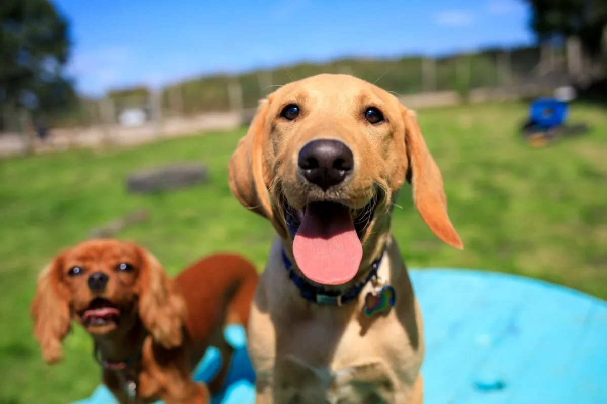 Labrador puppy smiling at the camera